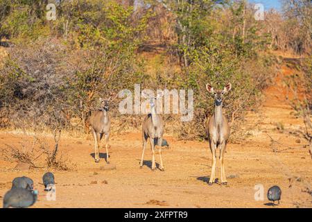 Impala Antilopen starren in die Kamera Stockfoto