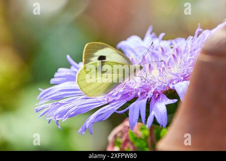 Kohl Schmetterling Weibchen ( Pieris brassicae ) Fütterung mit Blütennektar aus Stokesia laevis 'Mels Blue' Stockfoto