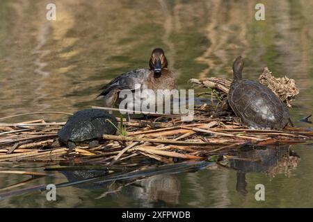 Pochard (Aythya ferina) Weibchen auf Matte der Vegetation mit Europäischem Teich Terrapin (Emys obicularis) im See von Quinta do Lago, Teil des Naturschutzgebiets Ria Formosa, Algarve, Portugal, Februar. Stockfoto