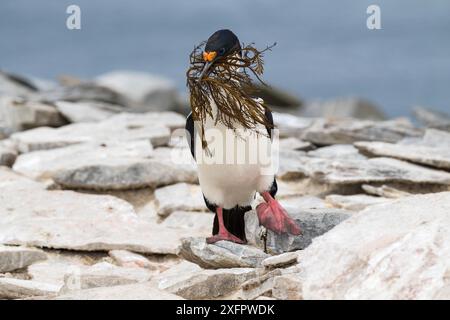 Kaiserliche Klinge (Phalacrocorax atriceps albiventer), erwachsen auf Felsen mit einem Schnabel von Nistmaterial, Sealion Island, Falkland Islands. Dezember. Stockfoto