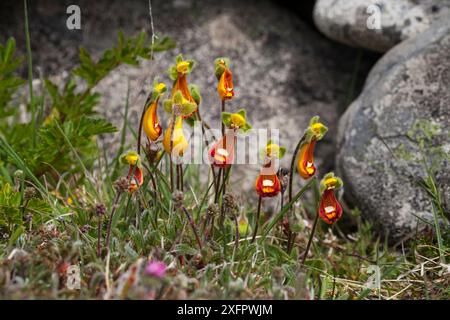 Damenpantoffelblumen (Calceolaria fothergillii) wachsen neben Felsen, Bleaker Island, Falkland Island, November. Stockfoto