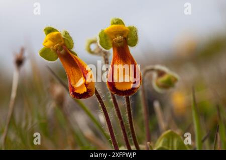 Damenschuh (Calceolaria fothergillii) Bleaker Island, Falklandinseln, November. Stockfoto