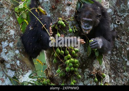 Ostasienschimpanse (Pan troglodytes schweinfurtheii), weibliche "Gremlin" im Alter von 42 Jahren, die mit ihrem Jugendlichen Sohn "Gizmo" im Alter von 3 Jahren und 9 Monaten Feigen teilt. Gombe-Nationalpark, Tansania. Stockfoto