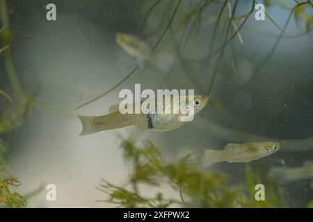 Mosquitofish (Gambusia affinis) weiblich, eingeführt zur Bekämpfung von Mücken, Camargue, Frankreich, Juni. Biologische Schädlingsbekämpfung. Stockfoto