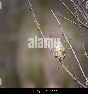 Sänger turdus philomelos hoch oben auf einem Ast Stockfoto