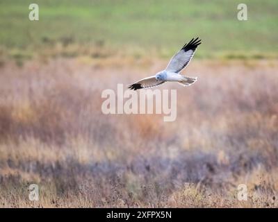 Schöner männlicher nördlicher harrier, Circus hudsonius, Sumpffalke, grauer oder grauer Geist. Jagen über Wiese Stockfoto