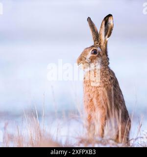 Kaninchen im Winter, Feldhase (Lepus europaeus) Stockfoto