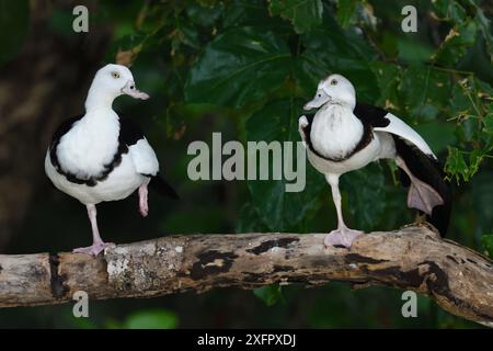 Raja Shelduck (Tadorna rajah) zwei Schleifen auf Ast, einer steht auf einem Bein, Raja Ampat, Westpapua, Indonesisch-Neuguinea Stockfoto