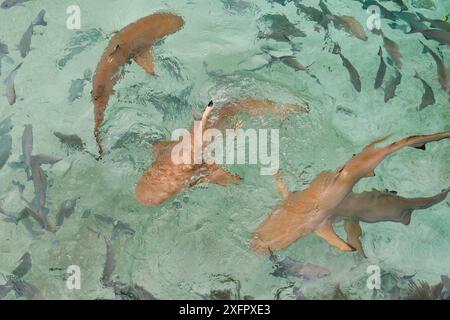 Schwarzspitzen-Riffhaie (Carcharhinus melanopterus) schwimmen in Untiefen mit Fischschwärmen, Raja Ampat, Westpapua, Indonesisch-Neuguinea Stockfoto