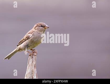 Nahaufnahme eines Spatzen (Passer domesticus), der auf einem Holzpfosten thront Stockfoto