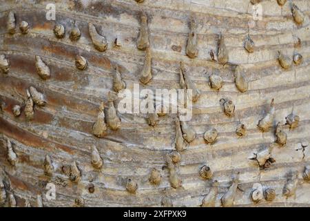 Baumrinde eines Pandanus sp. Baum, Misool Island, Raja Ampat, Westpapua, Indonesisch-Neuguinea, über die Wissenschaft und Bilder 'Expedition Papua, auf den Spuren von Wallace', von der Iris Foundation Stockfoto