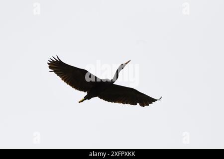 Östlicher Riffreiher (Egretta sacra) im Flug, Fluss Lenguru, in der Nähe des Dorfes Lobo, Triton Bay, Festland Neuguinea, West-Papua, Indonesisch-Neuguinea Stockfoto