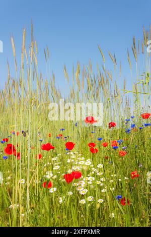 Erhaltung der biologischen Vielfalt, Wildblumengrenzen entlang der Felder zur Unterstützung von Bestäubern und anderen Wildtieren Stockfoto