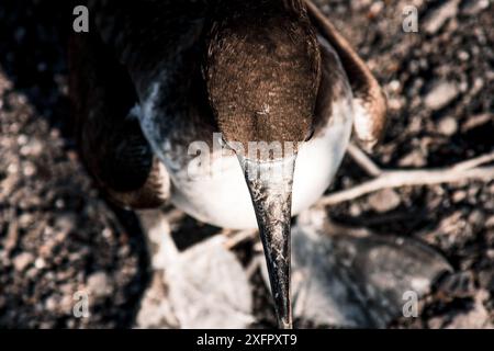 Eine detaillierte Nahaufnahme eines Galapagos-Booby-Vogels mit seinen einzigartigen Eigenschaften und seinem scharfen Schnabel. Perfekt für Naturliebhaber und Tierdokumentationen Stockfoto