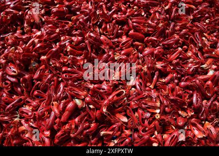 Muskatnuss (Myristica Duftstoffe) bedeckt (oder aril), die Quelle des Gewürzes Mace, in der Nähe von Lobo Village, Triton Bay, Festland Neuguinea, West Papua, Indonesien-Neuguinea Stockfoto