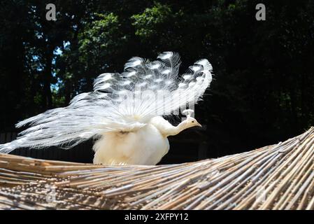 Weißer Peafowl-Pfau demonstriert Schwanz. Vogel mit Leuzismus, weiße Federn stehen auf dem Dach in sonnigem Grün Stockfoto