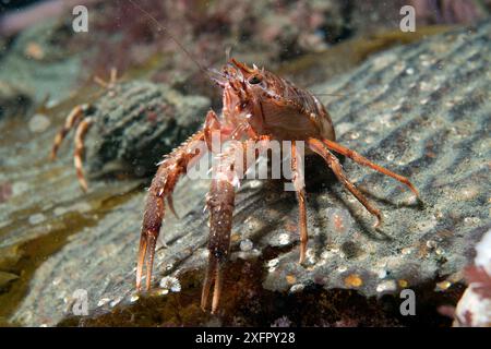 Geselliger Hummer Krill (Munida gregaria) in Abwehrstellung. Beagle-Kanal. Argentinien. Stockfoto