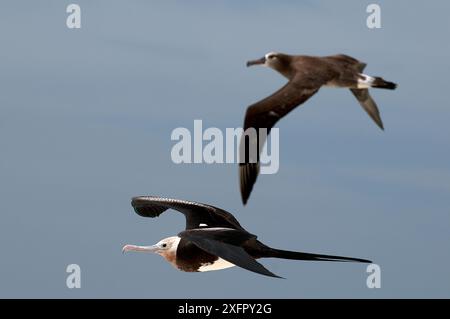 Prächtige Fregattvogel (Fregata magnens) und Schwarzfüßelalbatrosse (Phoebastria nigripes) flüchtete Jungtiere. Midway Atoll. Stockfoto