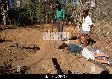 Komodo-Drache (Varanus komodensis), der in einem verlassenen Megapodenhügel ins Nest eindringt. Kameramann Michael Pitts filmt durch das Zugangsloch im Nest. Komodo, Indonesien. 1995 Stockfoto