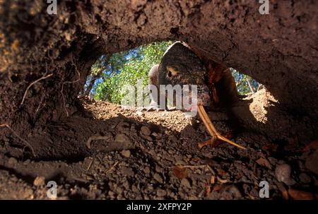 Komodo-Drache (Varanus komodensis), der in einem verlassenen Megapodenhügel ins Nest eindringt. Fotografiert durch ein weiteres Zugangsloch im Nest. Komodo, Indonesien. Stockfoto