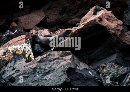 Ein Galapagos-Seelöwe navigiert durch felsiges Gelände und zeigt seine Agilität und die einzigartige vulkanische Landschaft der Galapagos-Inseln. Stockfoto