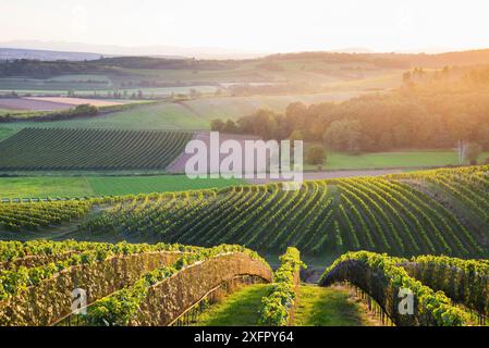 Österreich, Burgenland, Oberpullendorf Bezirk, Blaufraenkischland, Neckenmarkt, Weinberge im Herbst Stockfoto