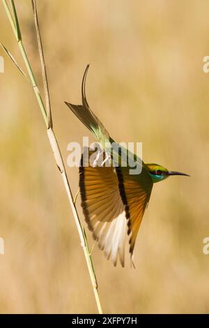 Grüner Bienenfresser (Merops orientalis), der zum Beutefang aufbricht, Bandhavgarh National Park, Madya Pradesh, Indien. Stockfoto