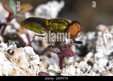 Metallic Soldat Fliege (Odontomyia sp. aff. Angulata) Lake Joondalup in Perth, Western Australia. Endemisch. Stockfoto