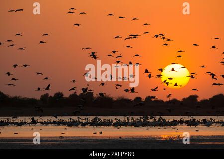 Silhouetten von Demoiselle-Kranichen (Grus virgo), die bei Sonnenuntergang fliegen, mit Rosy-Pelikanen (Pelecanus onocrotalus) im Vordergrund, Little Rann im Kutch-Nationalpark, Gujurat, Westindien. März. Stockfoto