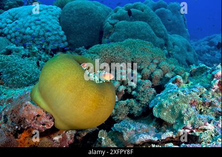 Rosafarbener Anemonfisch (Amphiprion perideraion) bei geschlossener Anemone. Kimbe Bay, West New Britain, Papua-Neuguinea Stockfoto