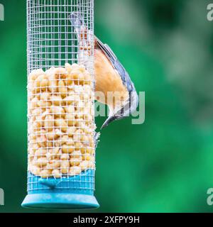 Der Eurasische Nackthaar, der auf einem Vogelfutter voller Sonnenblumenkerne hockt und davon isst. Schöner unscharfer Hintergrund. Essen und hungriger Vogel Stockfoto