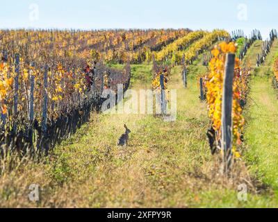 Ein wilder brauner Hase sitzt auf einer grünen Wiese im Gras eines Weinbergs Stockfoto