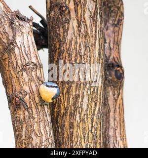 Eurasische Nuthatch auch Holz Nuthatch genannt Stockfoto