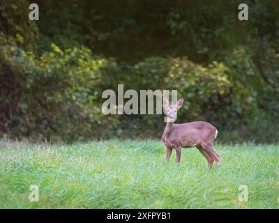 Porträt von Reh auf dem Feld Stockfoto