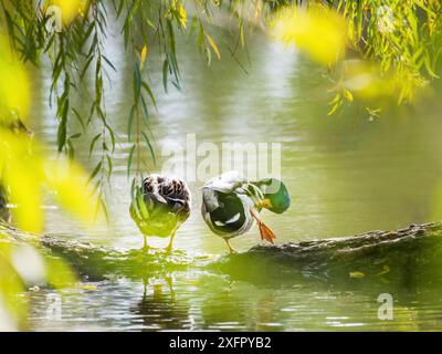 Ein Paar Mallard-Enten ruht regungslos auf einem Baumstamm Stockfoto