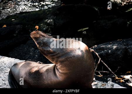 Ein Galapagos-Seelöwe, der sich in der Sonne sonnt, zeigt seinen schlanken Körper und seine natürliche Umgebung, perfekt für Naturdokumentationen und Tierfotografie. Stockfoto