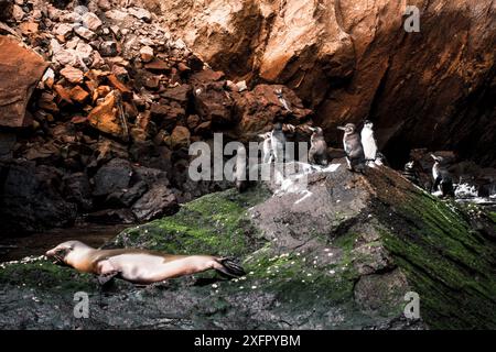 Eine ruhige Szene, in der Galapagos-Pinguine und ein Seelöwe an einem felsigen Ufer festgehalten werden und die einzigartige Artenvielfalt und Harmonie der Inseln hervorgehoben werden. Stockfoto