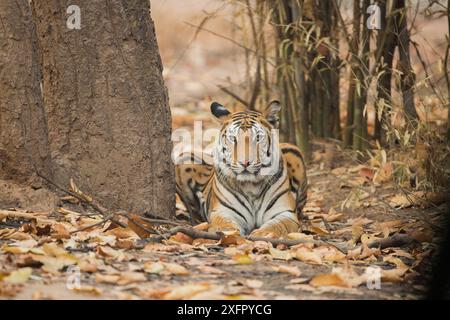 Bengaltiger (Panthera tigris tigris) ruht zwischen toten Blättern, Bandhavgarh National Park, Madhya Pradesh, Indien. Februar. Stockfoto