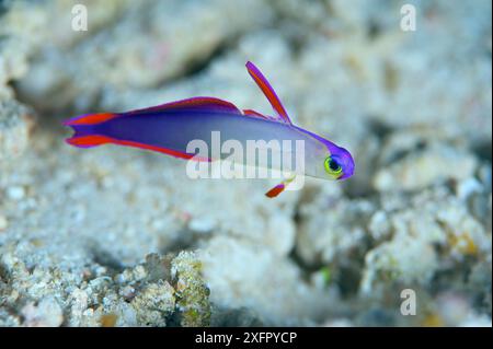 Dekorierter Dartfisch (Nemateleotris decora). Bismarcksee – Vitu-Inseln, West-Neubritannien, Papua-Neuguinea Stockfoto