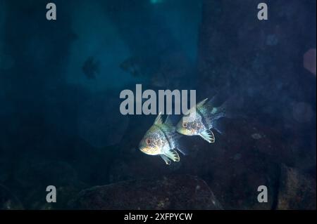 Kardinalfisch (Sphaeramia orbicularis), Kimbe Bay, West New Britain, Papua-Neuguinea Stockfoto