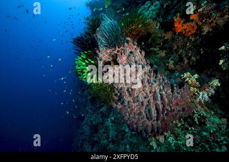 Riesenfassschwamm (Xestospongia testudinaria) mit Federsternen (Krinoiden). Bismarcksee, Vitu-Inseln, West-Neubritannien, Papua-Neuguinea Stockfoto