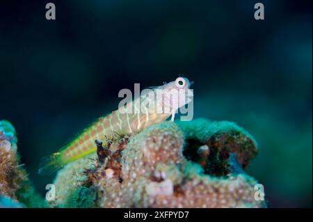 Segmented Blenny (Salarias segmentatus), Kimbe Bay, West New Britain, Papua-Neuguinea Stockfoto