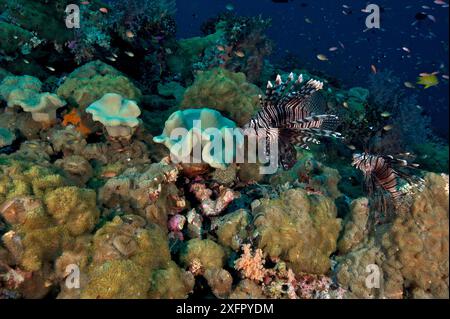 Zwei Löwenfische (Pterois volitans) schwimmen über Korallenriff. Bismarcksee, Vitu-Inseln, West-Neubritannien, Papua-Neuguinea Stockfoto