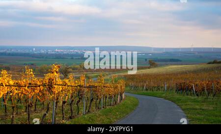 Oesterreich, Burgenland, Bezirk Oberpullendorf, bei Neckenmarkt, Weinberge bei Sonnenaufgang im Herbst, Blick ueber Deutschkreutz, Blaufraenkischland Stockfoto