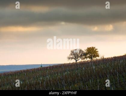 Oesterreich, Burgenland, Bezirk Oberpullendorf, bei Neckenmarkt, Weinberge bei Sonnenaufgang im Herbst, Blick ueber Deutschkreutz, Blaufraenkischland Stockfoto