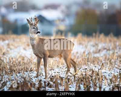 Ein junger rehbock steht im Winter auf einem verschneiten Feld Stockfoto