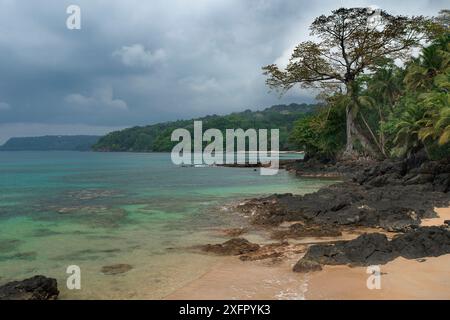 Baum an der Nordküste am Bom Bom Beach, Principe Island. UNESCO-Biosphärenreservat, Demokratische Republik Sao Tomé und Principe, Golf von Guinea. Stockfoto