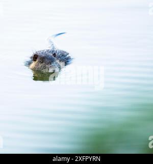 Nähere Details von wilden Coypu (Nutria), die in einem Bach schwimmen und mich beobachten Stockfoto