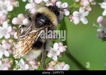 Heilpflanzen in der Landschaft der echte Baldrian, auch Arznei Baldrian genannt zur Blütezeit mit einem Hummel auf der Blüte. *** Heilpflanzen in der Landschaft echter Baldrian, auch bekannt als Heilbaldrian, in Blüte mit einer Hummel auf der Blume Stockfoto