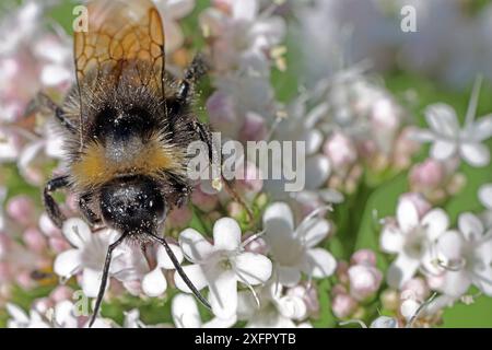 Heilpflanzen in der Landschaft der echte Baldrian, auch Arznei Baldrian genannt zur Blütezeit mit einem Hummel auf der Blüte. *** Heilpflanzen in der Landschaft echter Baldrian, auch bekannt als Heilbaldrian, in Blüte mit einer Hummel auf der Blume Stockfoto